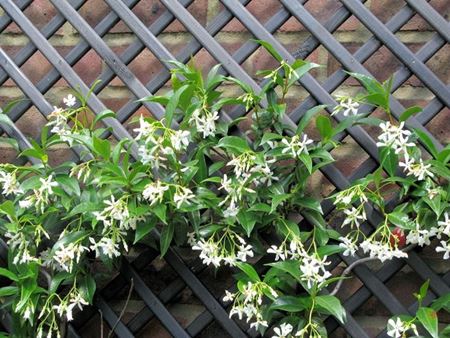 Immagine per la categoria Piante da Vivaio