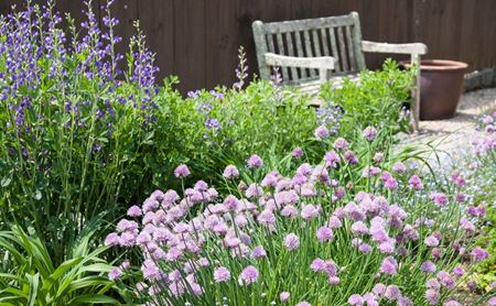 Immagine per la categoria Aromatiche