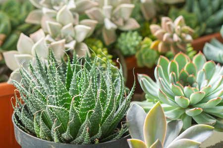 Immagine per la categoria Cactus e Succulente