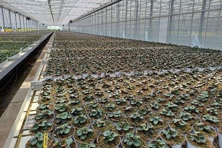 Immagine per la categoria Piante A Meta'  Coltura