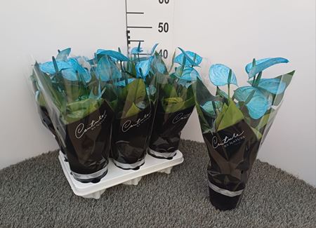 Immagine di ANTHURIUM BLU V.12 CM