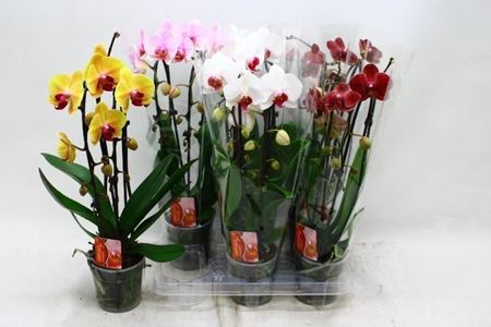 Immagine di PHAL. DOPPIA CASCATA V.12 CM