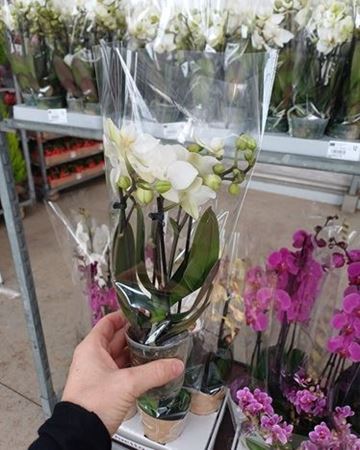 Immagine di PHALEONOPSIS V.7 CM 3 RAMI