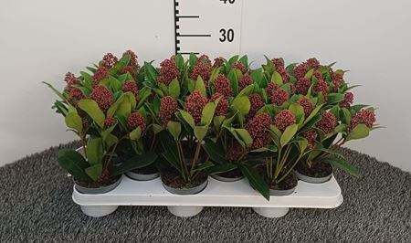 Immagine di SKIMMIA RUBELLA V.10 CM