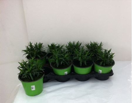 Immagine di GAROFANO V.14 CM META' COLTURA