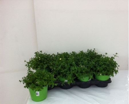 Immagine di NEMESIA TRICOLOR V.14 CM META' COLTURA