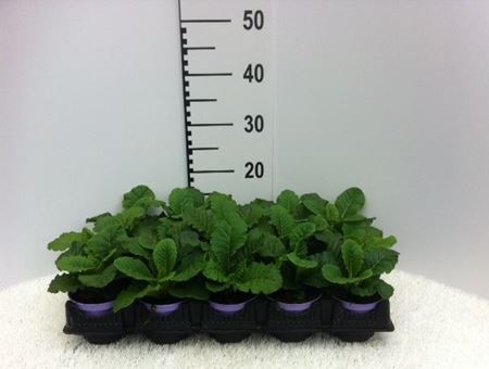 Immagine di PRIMULA ACAULIS PROVENZA V.10 CM META' COLTURA