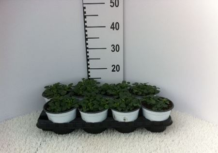 Immagine di VIOLA CORNUTA V.14 CM META' COLTURA