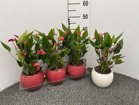 Immagine di COMPOSIZIONE NR.08 ANTHURIUM