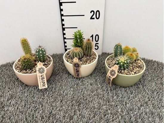 Immagine di COMPOSIZIONE NR.02 CACTUS