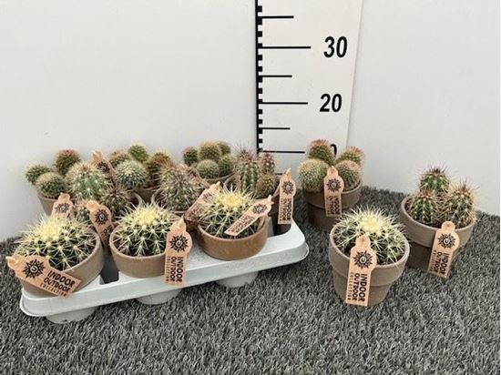 Immagine di COMPOSIZIONE NR.070 CACTUS