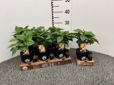 Immagine di COMPOSIZIONE NR.462 COFFEA