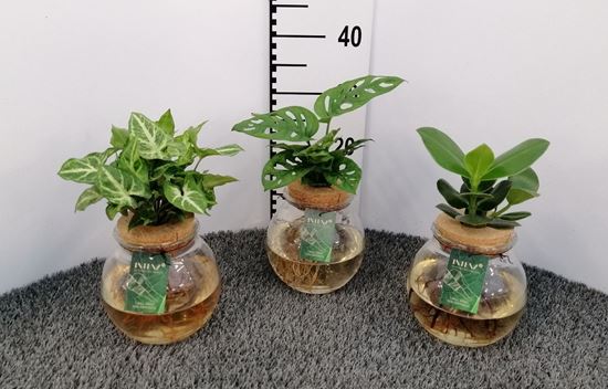 Immagine di COMPOSIZIONE NR.514 IDROCOLTURA