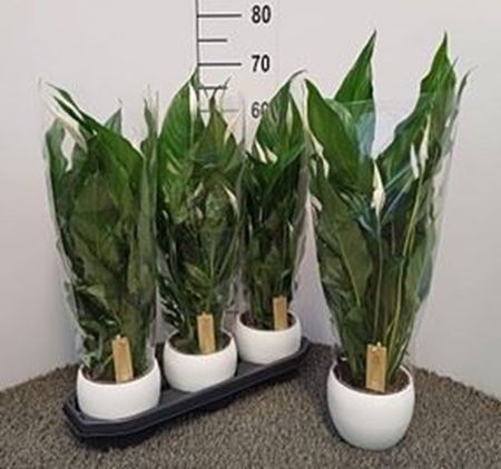 Immagine di COMPOSIZIONE NR.01 SPATHIPHYLLUM