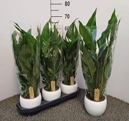 Immagine di COMPOSIZIONE NR.01 SPATHIPHYLLUM