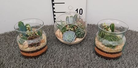 Immagine di COMPOSIZIONE NR.05 CACTUS