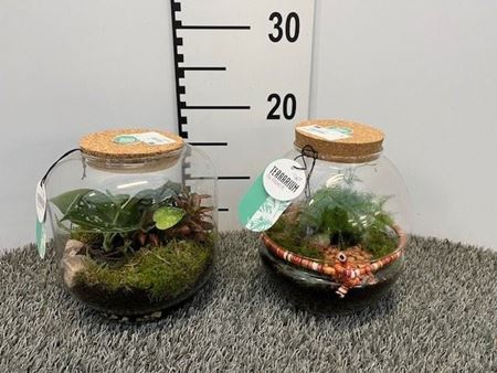 Immagine di TERRARIUM NR.01