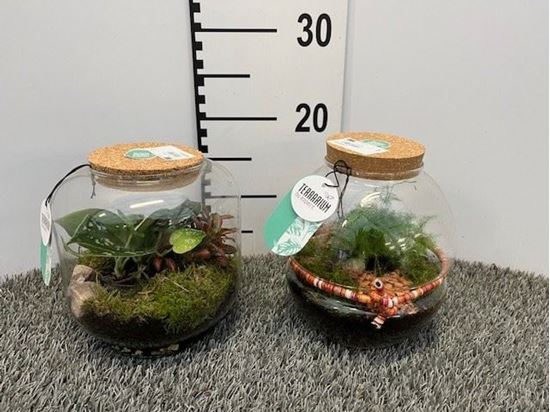 Immagine di TERRARIUM NR.01