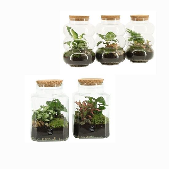 Immagine di TERRARIUM NR.04