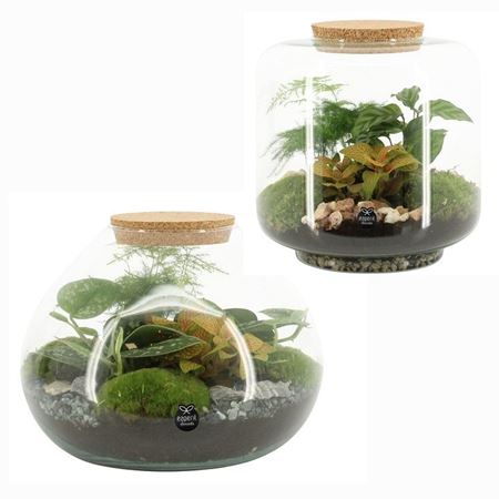Immagine di TERRARIUM NR.07