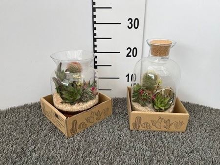 Immagine di TERRARIUM NR.12