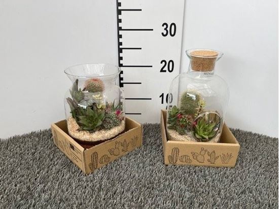 Immagine di TERRARIUM NR.12
