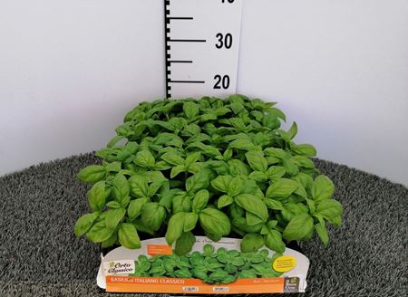 Immagine di BASILICO GENOVESE CLASSICO PACK 6 PIANTE