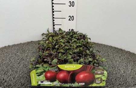 Immagine di BIETOLA ROSSA PACK 9 PIANTE