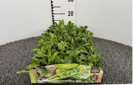 Immagine di BIETA DA TAGLIO PACK 9 PIANTE