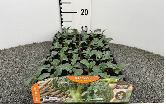 Immagine di CAVOLO BROCCOLO VERDE F1 PACK 6 PIANTE
