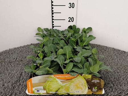 Immagine di CAV. CAPPUCCIO A CUORE F1 PACK 6 PIANTE