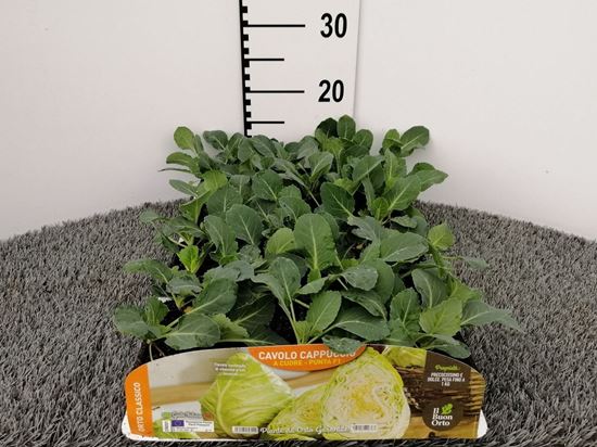 Immagine di CAV. CAPPUCCIO A CUORE F1 PACK 6 PIANTE