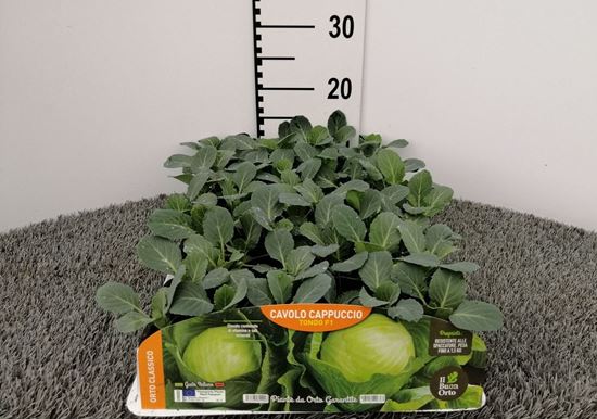 Immagine di CAV. CAPPUCCIO TONDO F1 PACK 6 PIANTE