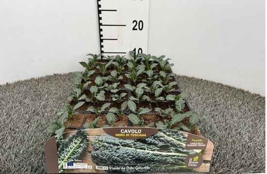 Immagine di CAVOLO DA FOGLIA NERO DI TOSCANA PACK 6 PIANTE