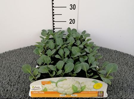 Immagine di CAVOLFIORE F1 MATURAZIONE 70/80 GG PACK 6 PIANTE