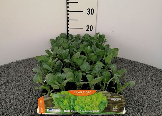 Immagine di CAVOLFIORE ROMANESCO F1 PACK 6 PIANTE