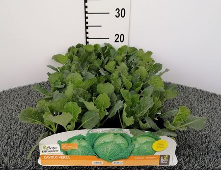 Immagine di CAVOLO VERZA F1 PACK 6 PIANTE