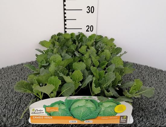 Immagine di CAVOLO VERZA F1 PACK 6 PIANTE