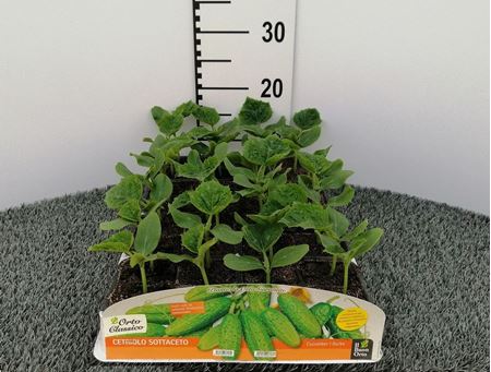 Immagine di CETRIOLO PICCOLO SOTTACETI F1 PACK 4 PIANTE