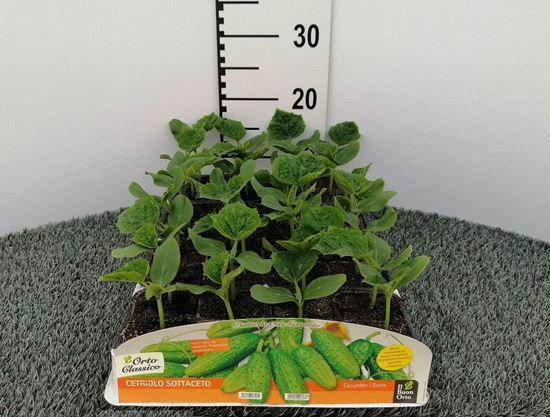 Immagine di CETRIOLO PICCOLO SOTTACETI F1 PACK 4 PIANTE