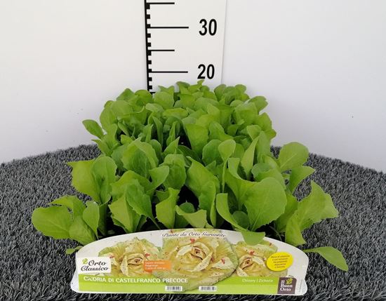 Immagine di CICORIA CASTELFRANCO PRECOCE PACK 9 PIANTE