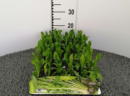 Immagine di CICORIA CATALOGNA PACK 9 PIANTE