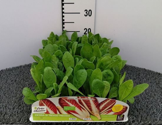 Immagine di CICORIA TREVISO PRECOCE PACK 9 PIANTE