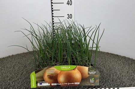Immagine di CIPOLLA DORATA F1 PACK 12 PIANTE