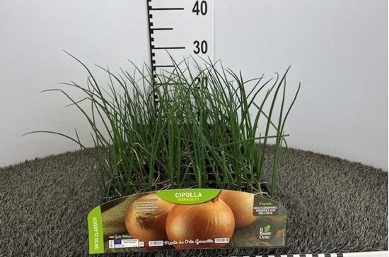 Immagine di CIPOLLA DORATA F1 PACK 12 PIANTE