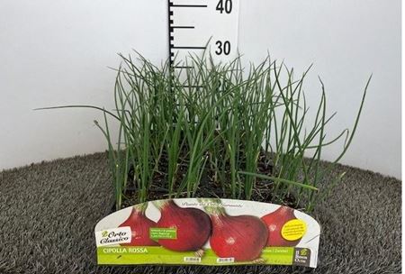 Immagine di CIPOLLA ROSSA F1 PACK 12 PIANTE