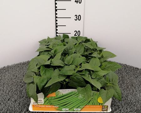 Immagine di FAGIOLINO NANO VERDE PACK 9 PIANTE