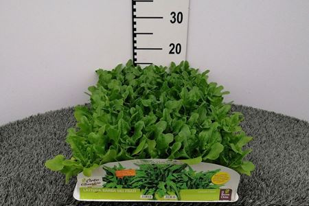 Immagine di LATTUGA BARBA DEI FRATI PACK 9 PIANTE