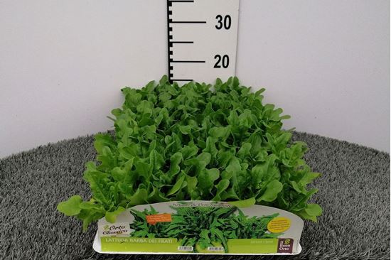 Immagine di LATTUGA BARBA DEI FRATI PACK 9 PIANTE