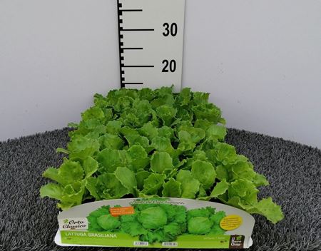 Immagine di LATTUGA BRASILIANA PACK 9 PIANTE